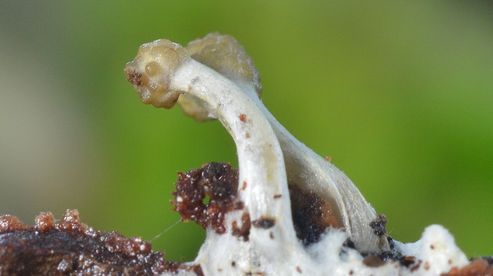 Ophiocordyceps gracilioides