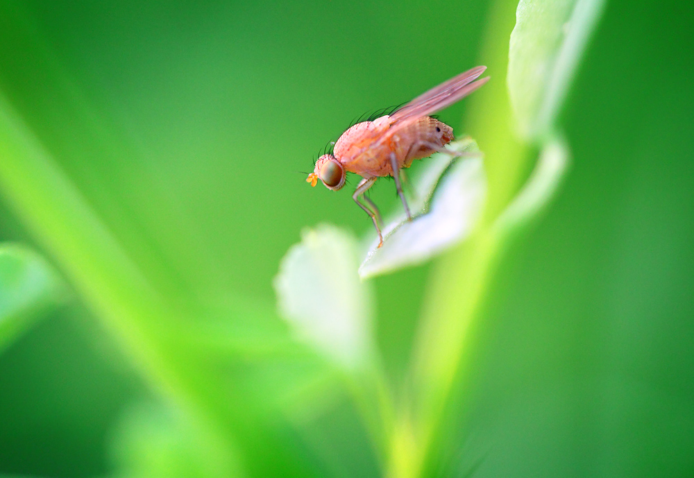 Розовая fly