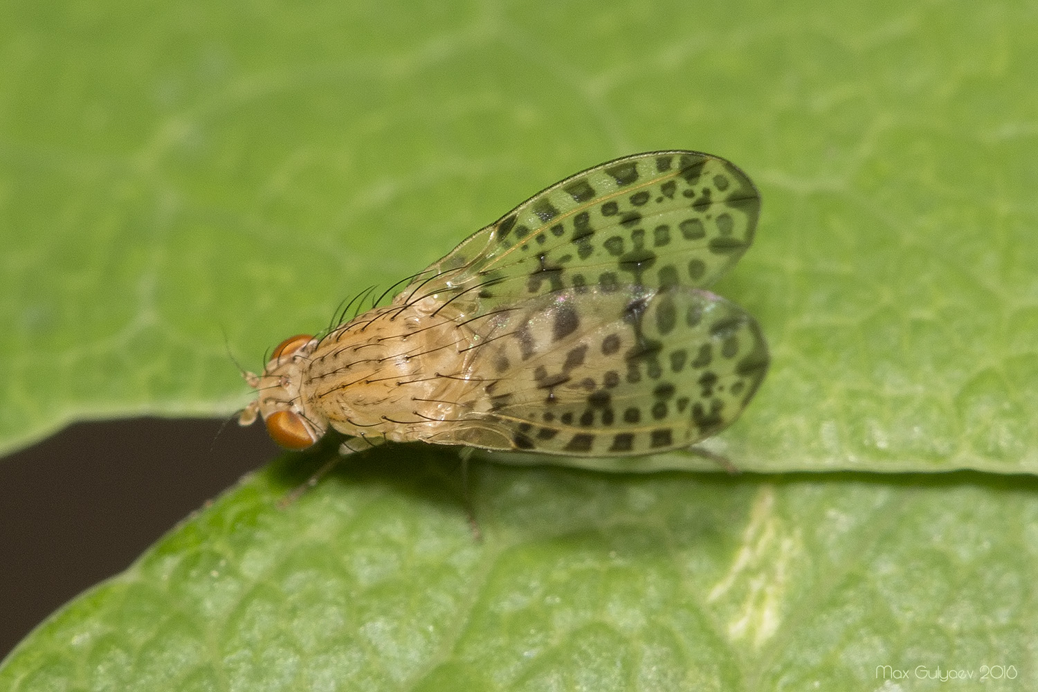 Eusapromyza poeciloptera