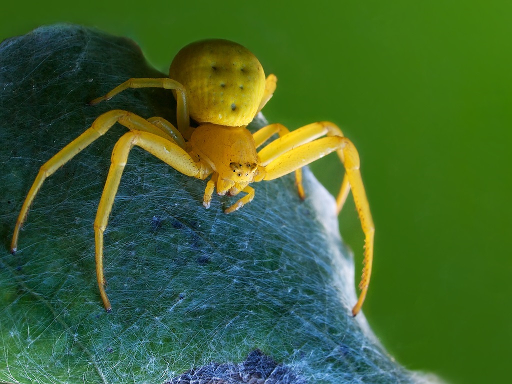 Огромные пауки-осы с длинными лапами напугали жителей Подмосковья