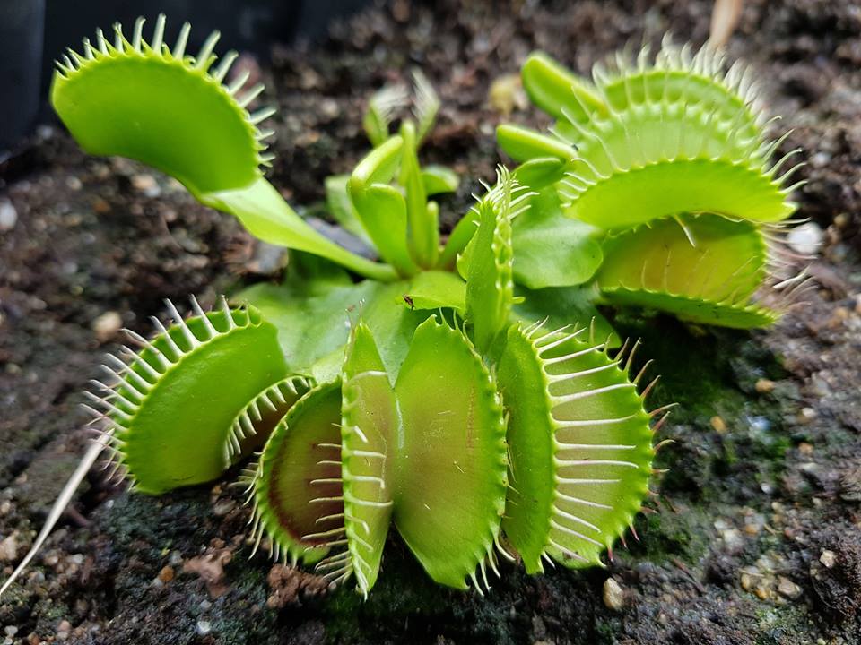 Dionaea muscipula - Венерина мухоловка