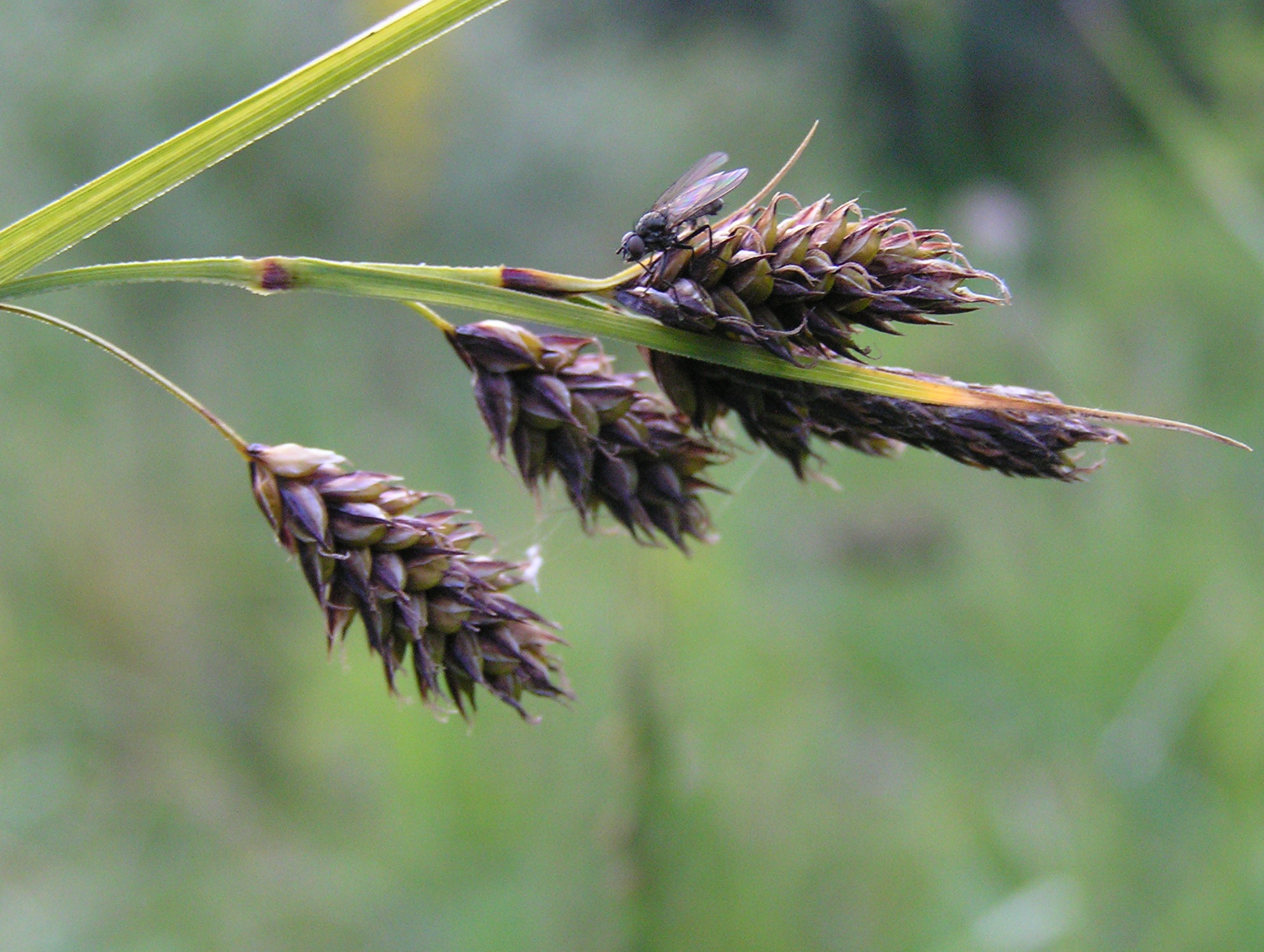 Carex atrata subsp. aterrima - Осока темнейшая
