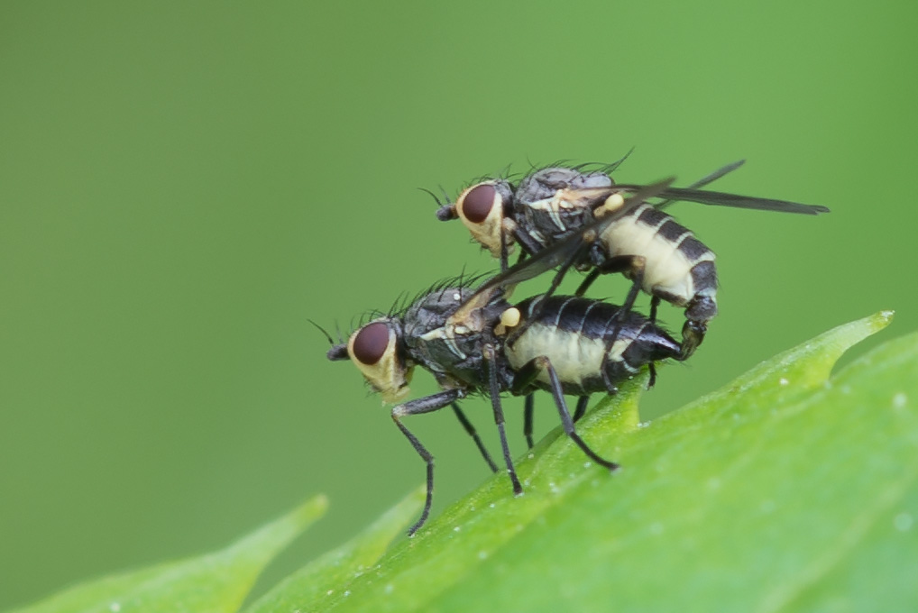 Agromyzidae: Phytomyzinae