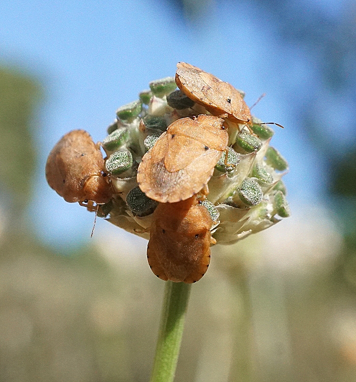 Sciocoris luteolus