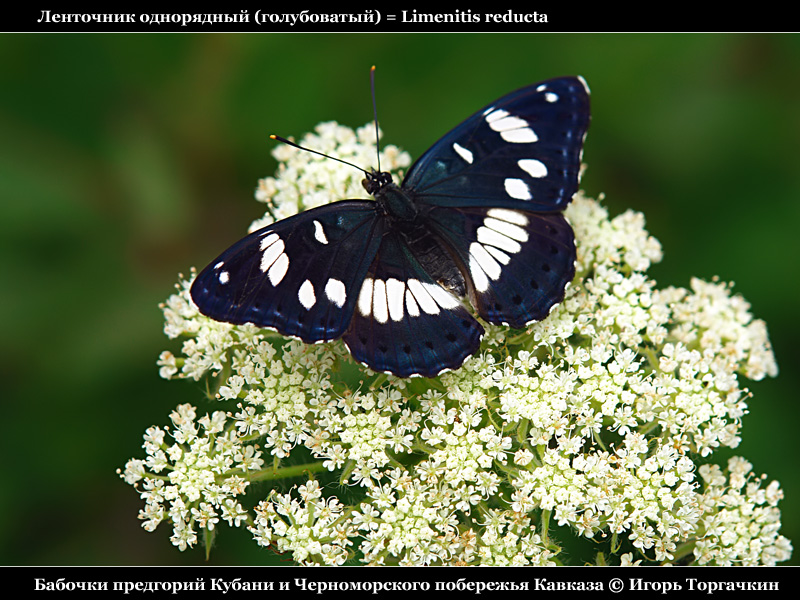Limenitis reducta - Ленточник однорядный (голубоватый)