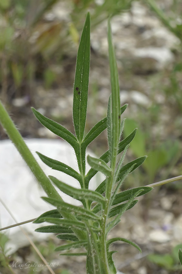 Knautia arvensis - Короставник полевой