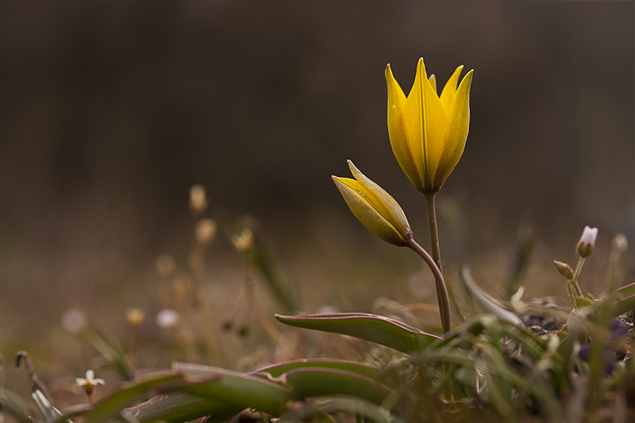 Tulipa scythica - Тюльпан скифский