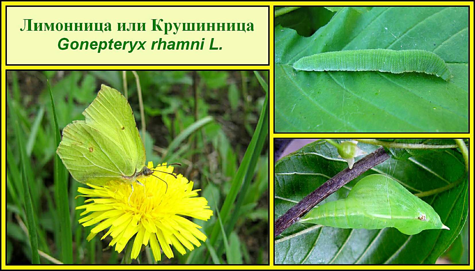 Gonepteryx rhamni гусеница