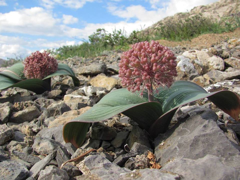 Allium karataviense - Лук каратавский