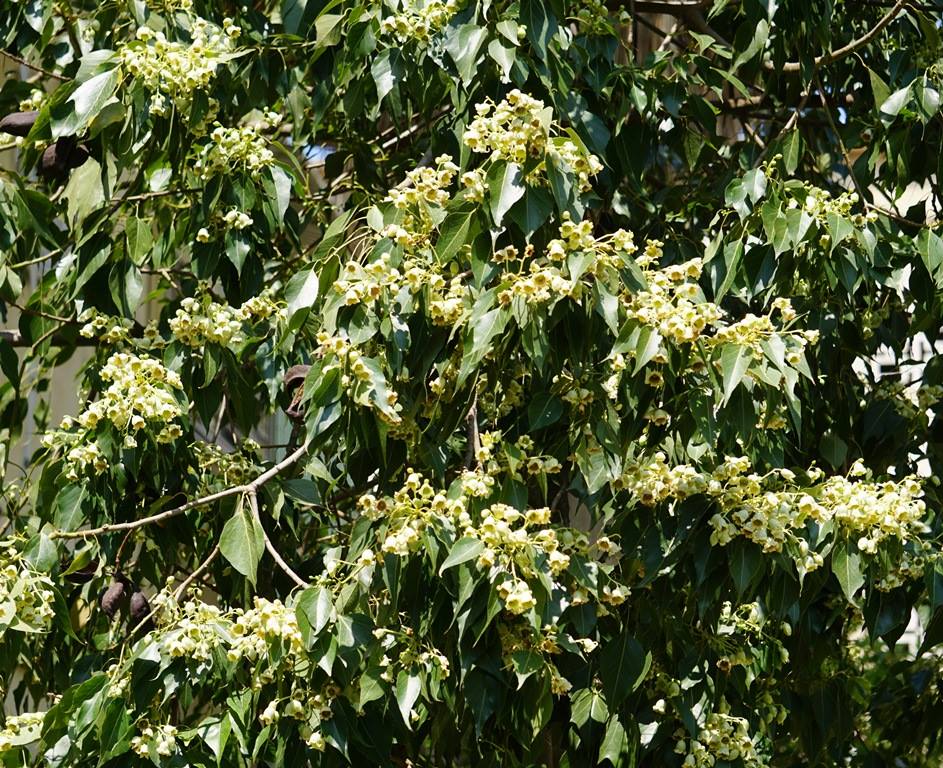 Brachychiton populneus - Брахихитон тополёвый, Бутылочное дерево, Брахихитон разнолистный