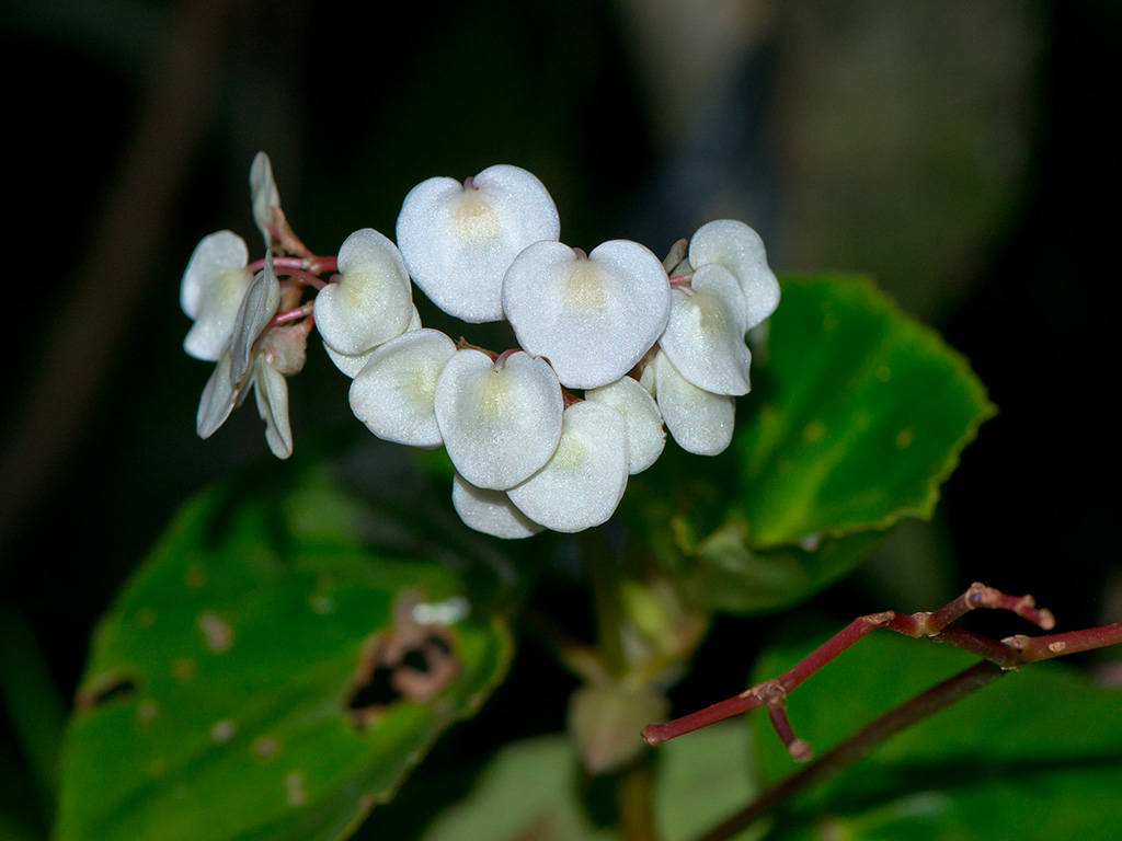 Begonia glabra