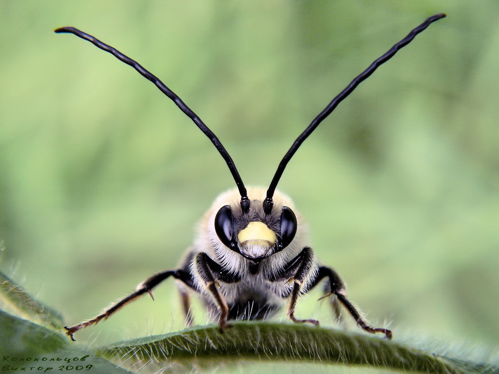 Eucera longicornis - Пчела длинноусая