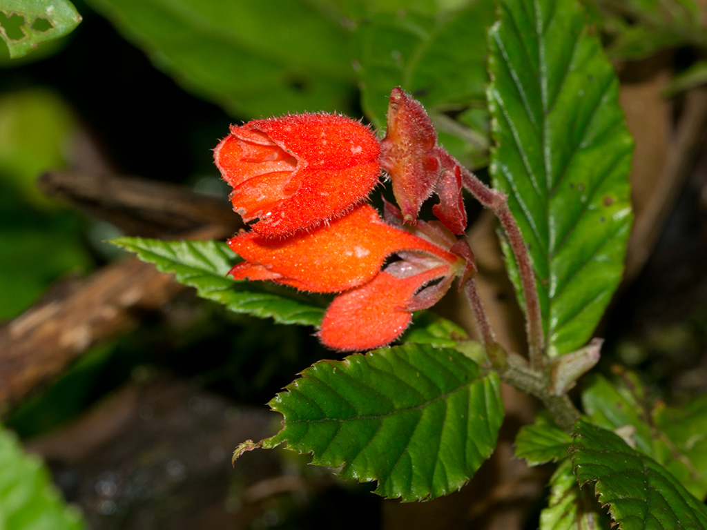 Begonia tetrandra