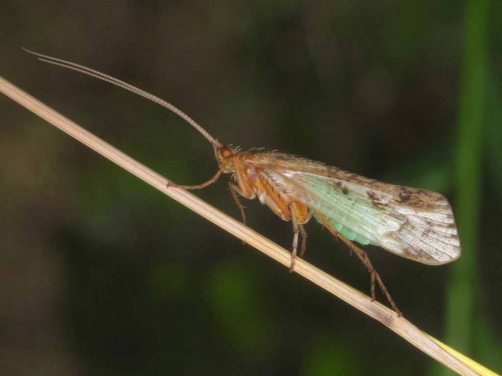 Limnephilus flavicornis