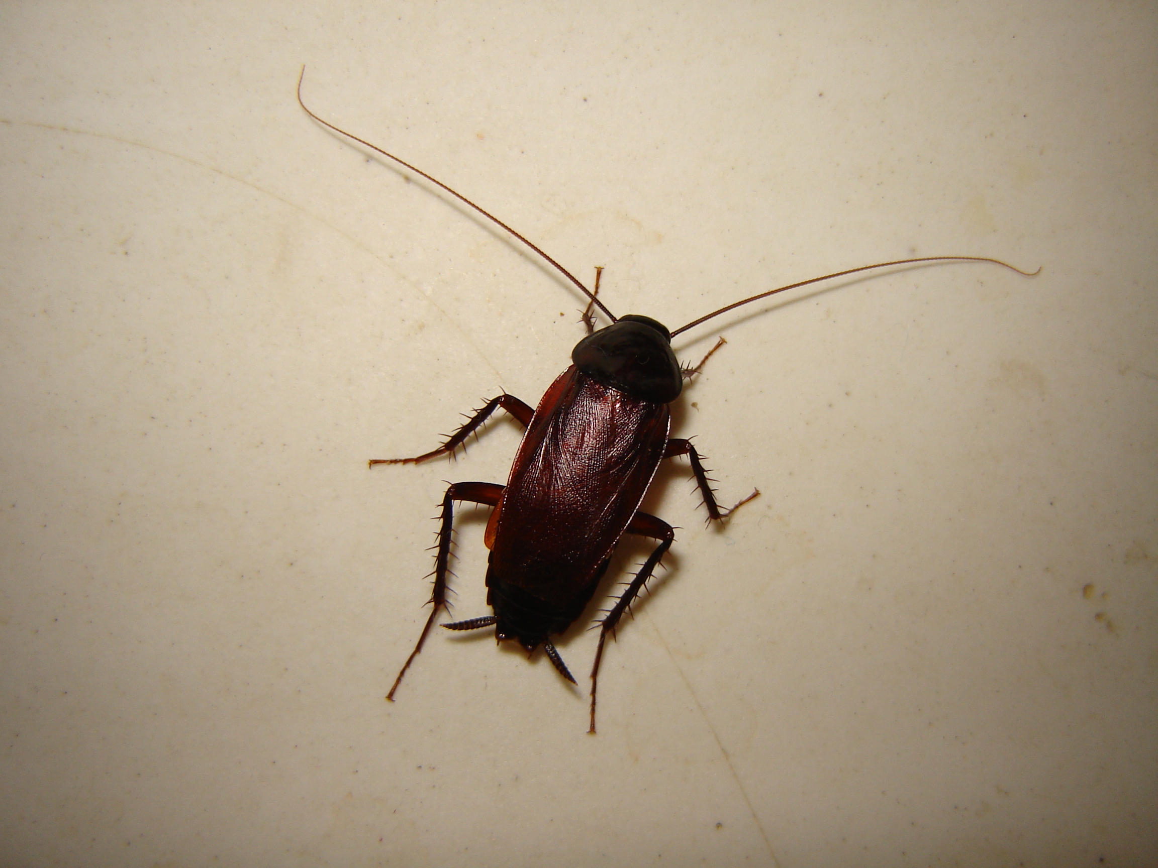 как выглядит тараканы домашние фото