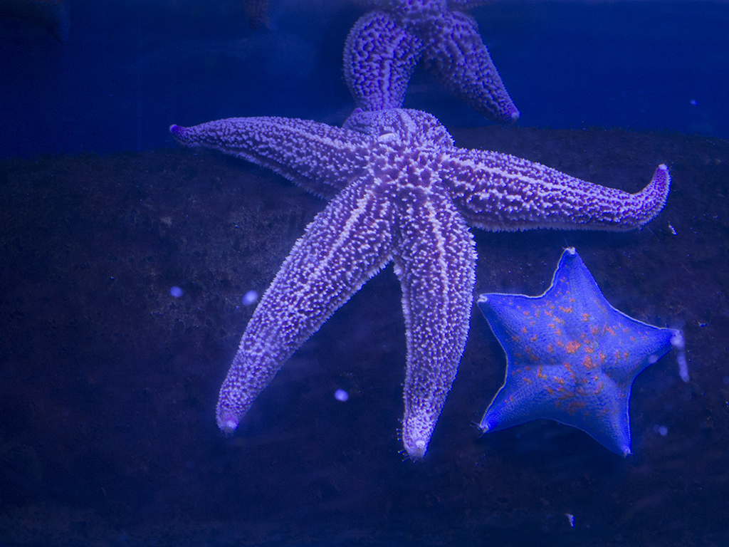 Фиолетовая морская звезда. Asterias amurensis морская звезда. Астерия Амурская морская звезда. Амурская морская звезда (Asterias amurensis). Синяя морская звезда.
