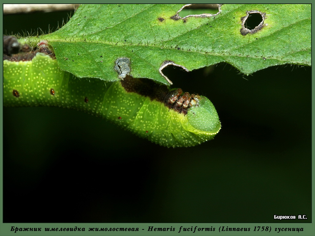Hemaris fuciformis - Шмелевидка жимолостевая