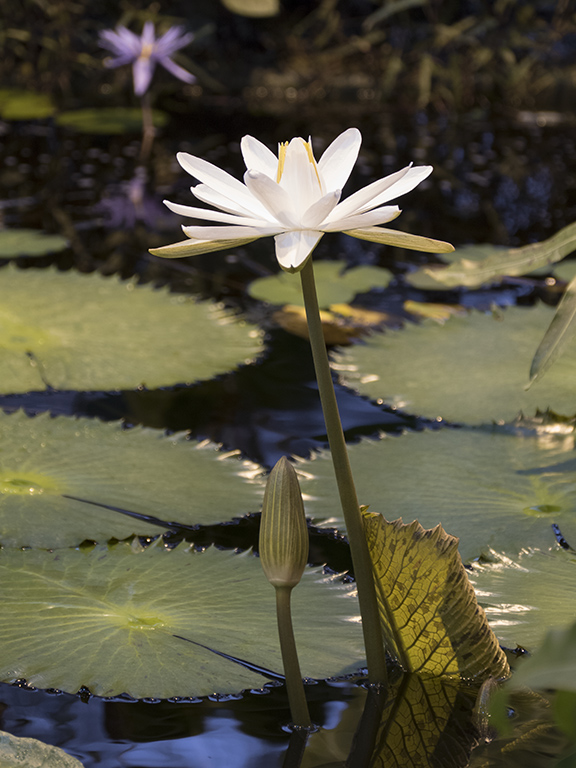 Nymphaea lotus - Египетский лотос