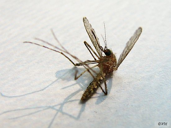 Трупик комара