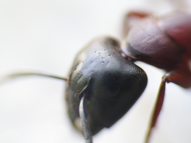 портрет муравья