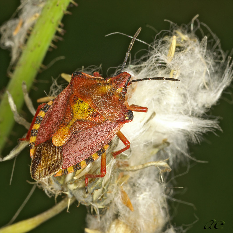Carpocoris pudicus - Щитник обыкновенный