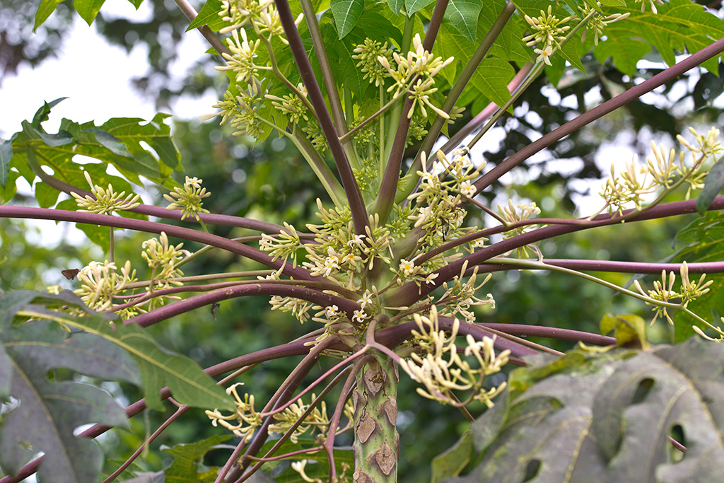 Carica papaya - Папайя, Дынное дерево