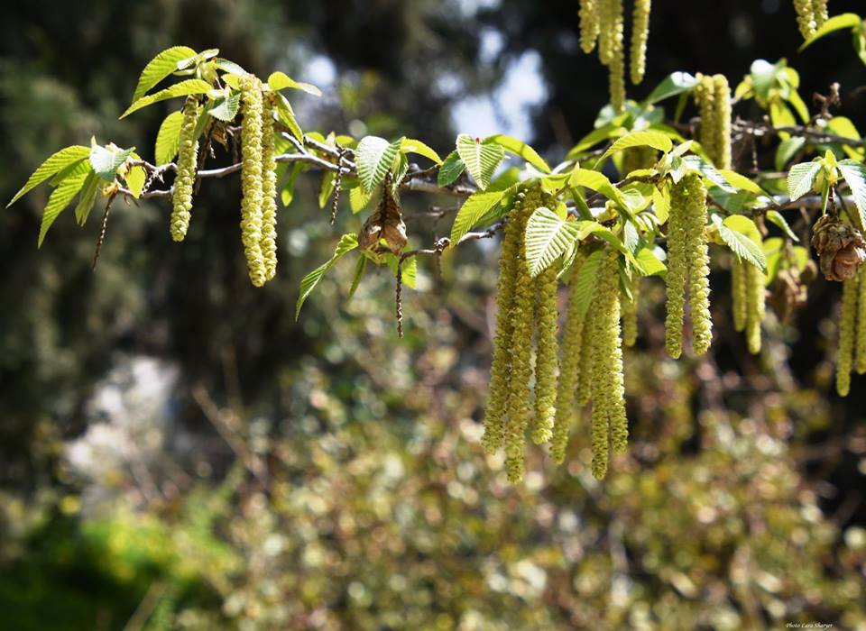 Ostrya carpinifolia - Хмелеграб обыкновенный