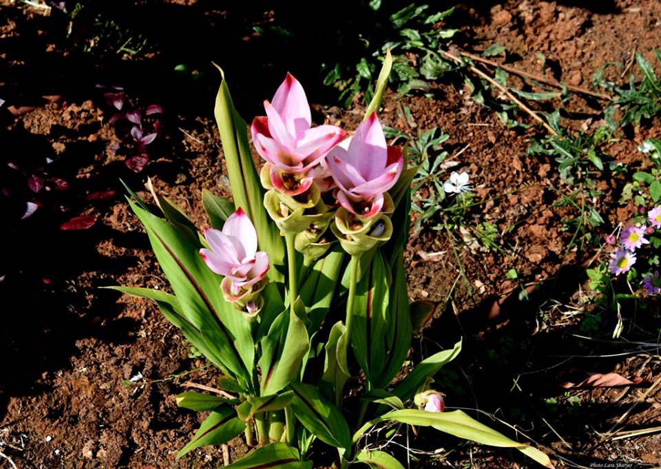Curcuma alismatifolia - Патумма, или Сиамский тюльпан