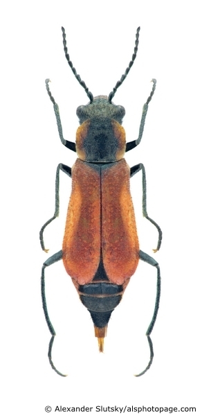 Malachius coccineus