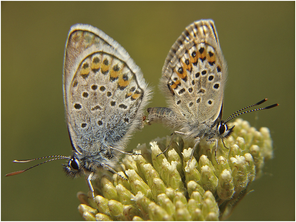 Две бабочки