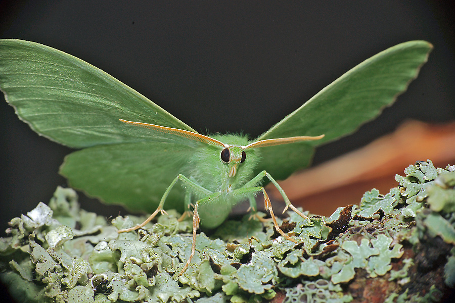 Geometra papilionaria - Пяденица большая зеленая