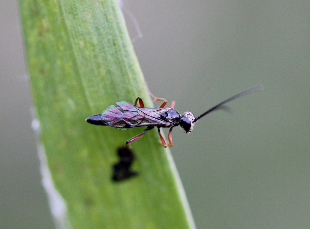 Ichneumonidae60