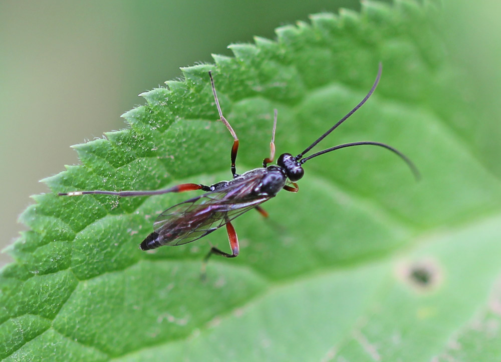 Ichneumonidae661
