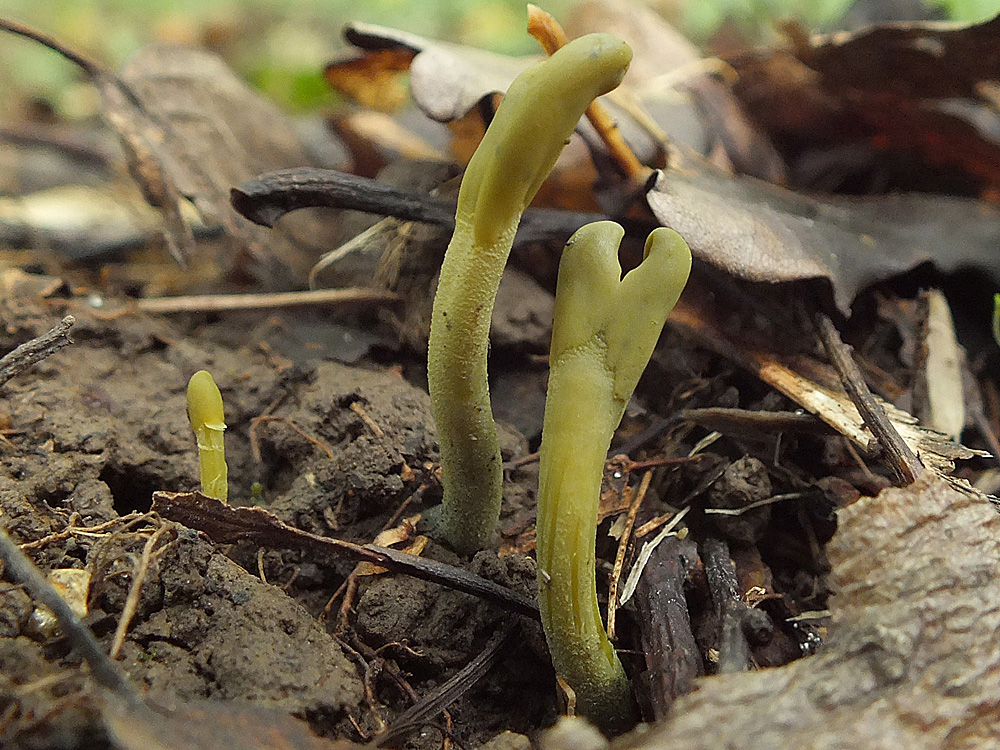 Microglossum viride - Микроглоссум зелёный, Зелёный язык