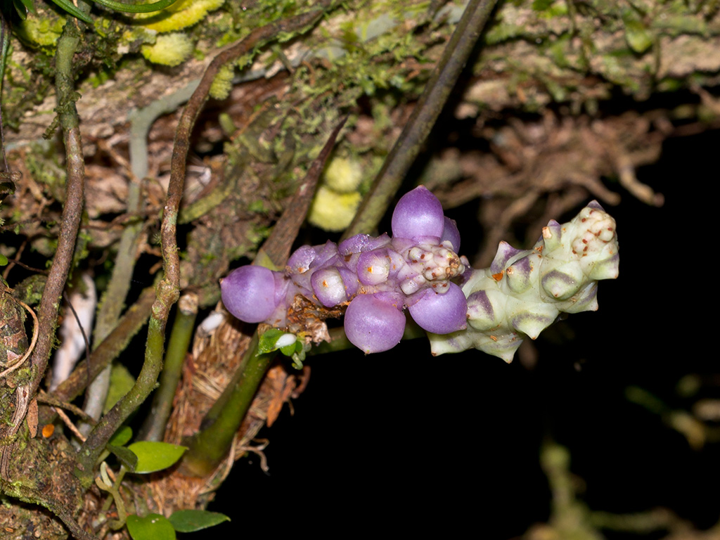 Anthurium obtusum subsp. obtusum