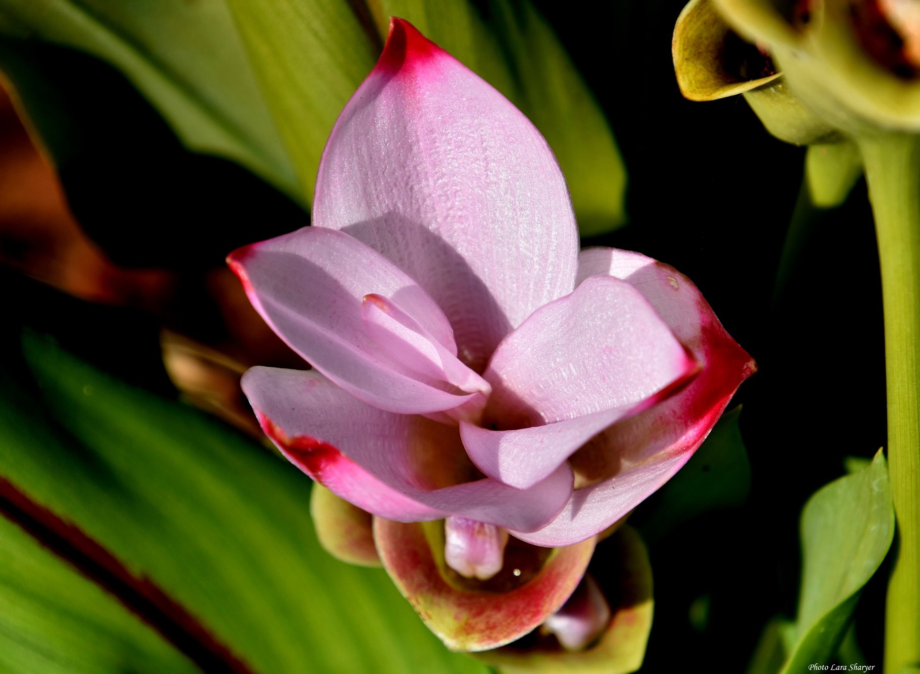 Curcuma alismatifolia - Патумма, или Сиамский тюльпан