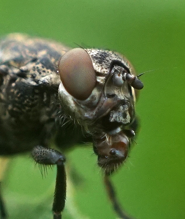 портрет мухи
