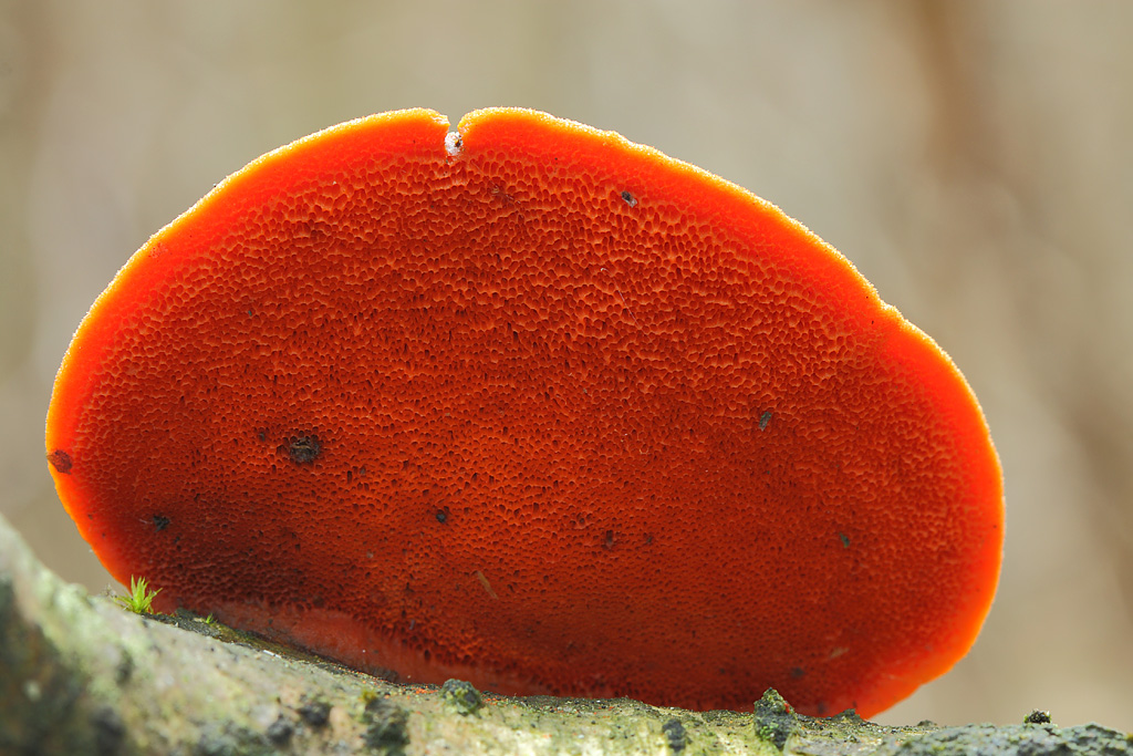Pycnoporus cinnabarinus - Трутовик киноварно-красный