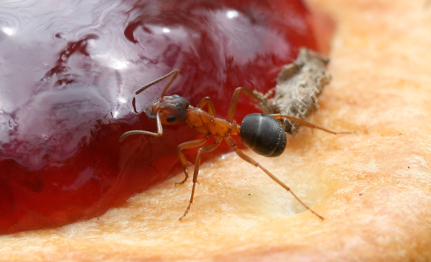 Заболевшие муравьи. Домашние муравьи. Formicidae муравьи. Красные муравьи.