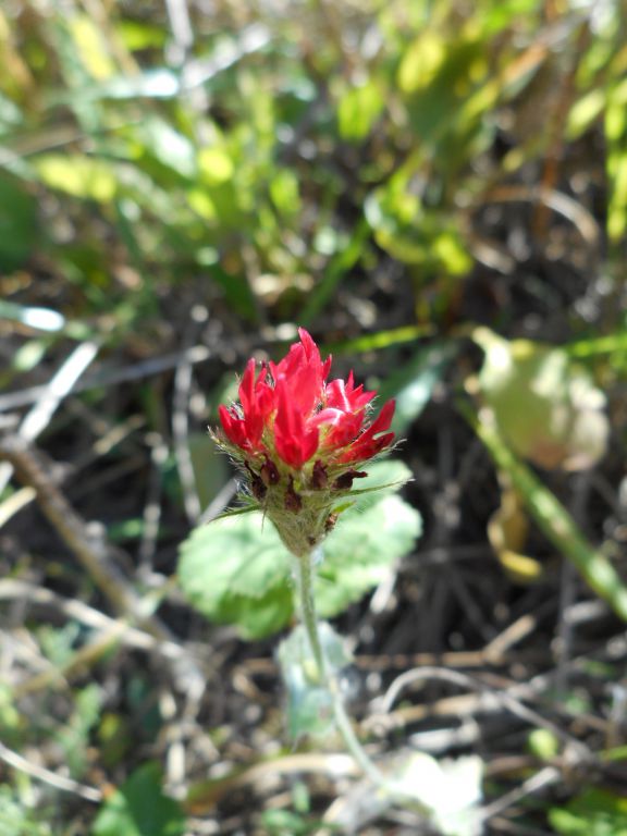 Trifolium incarnatum - Клевер мясо-красный