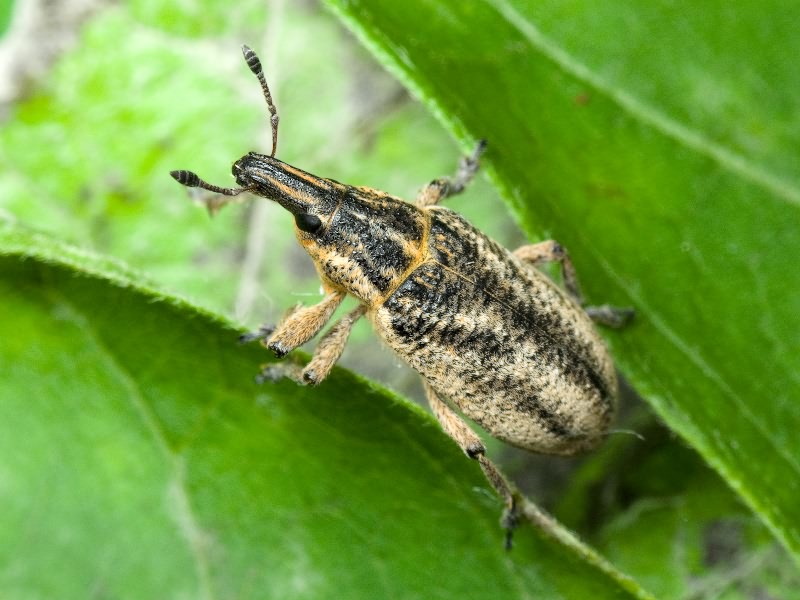 Cyphocleonus adumbratus