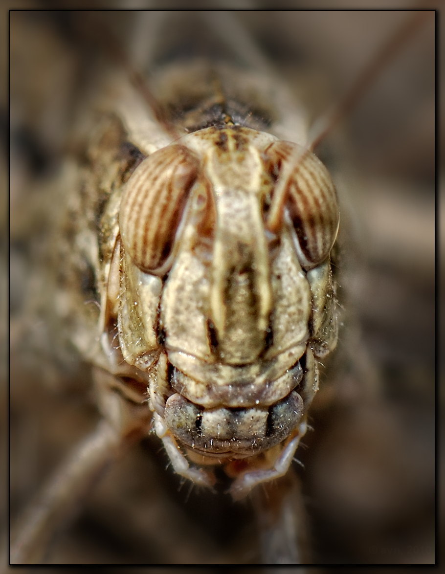 - Orthoptera (unidentified) - - Неидентифицировано