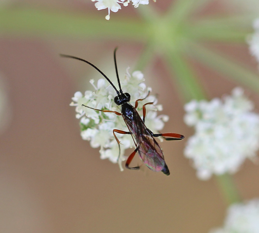 Ichneumonidae1112