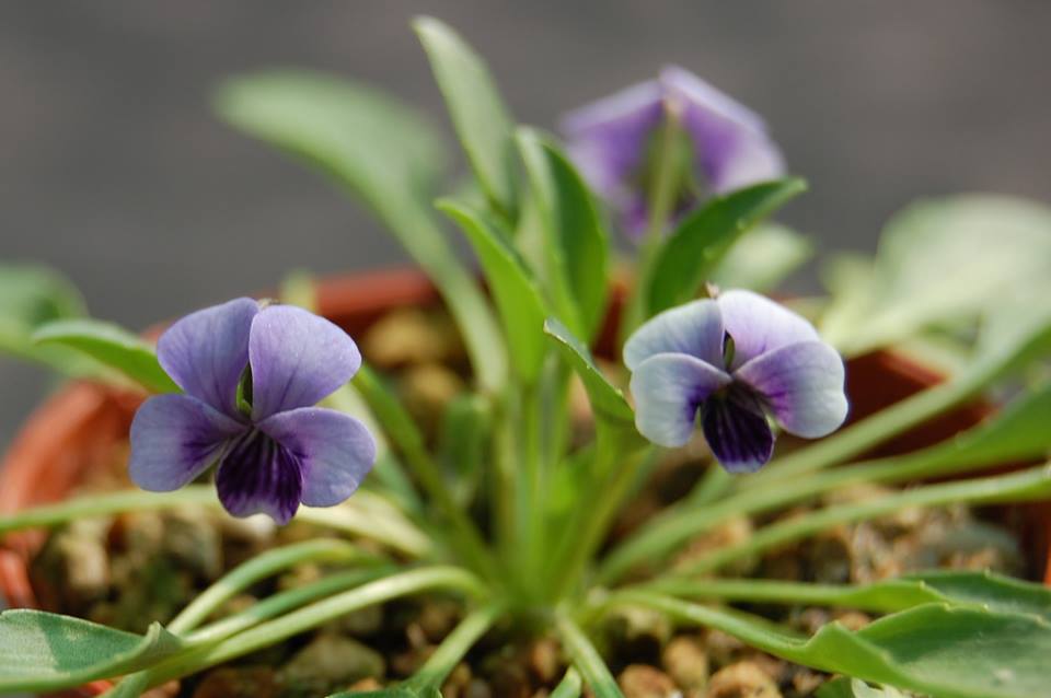 Viola kunawurensis