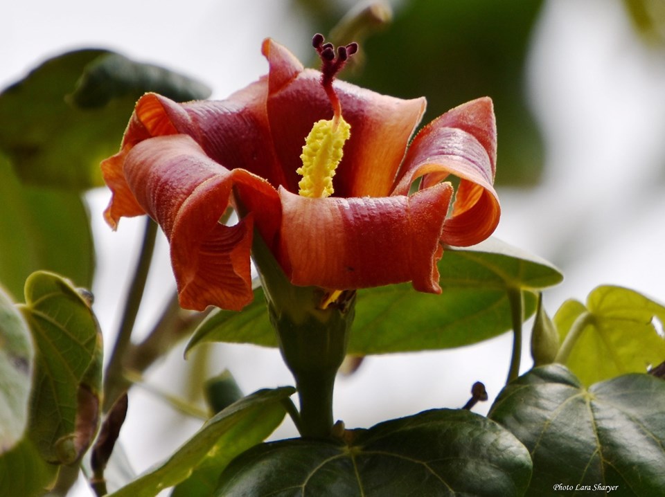 Hibiscus elatus - Гибискус высокий