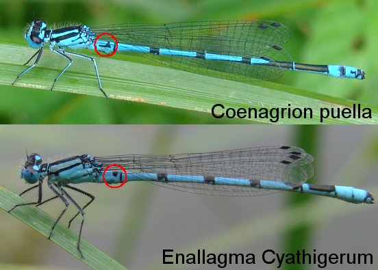 Coenagrion Puella / Enallagma Cyathigerum