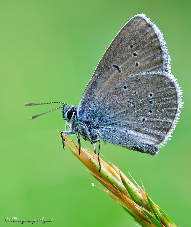 Голубянки чудесной shijimiaeoides divina. Голубянка Арион. Голубянка Арион бабочка. Голубянка Лесная. Голубянка семиаргус.