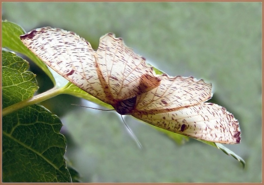 Angerona prunaria - Пяденица сливовая