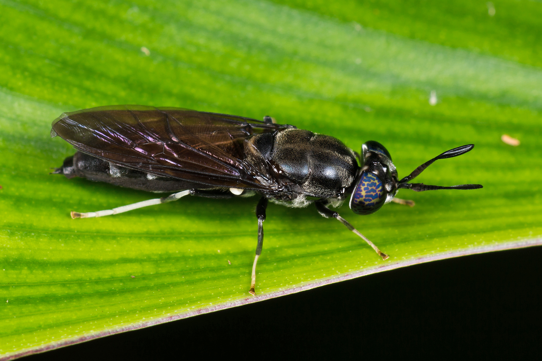 Черная львинка. Hermetia illucens. Насекомые Борнео. Самые известные насекомые Борнео. Borneo Cicada.