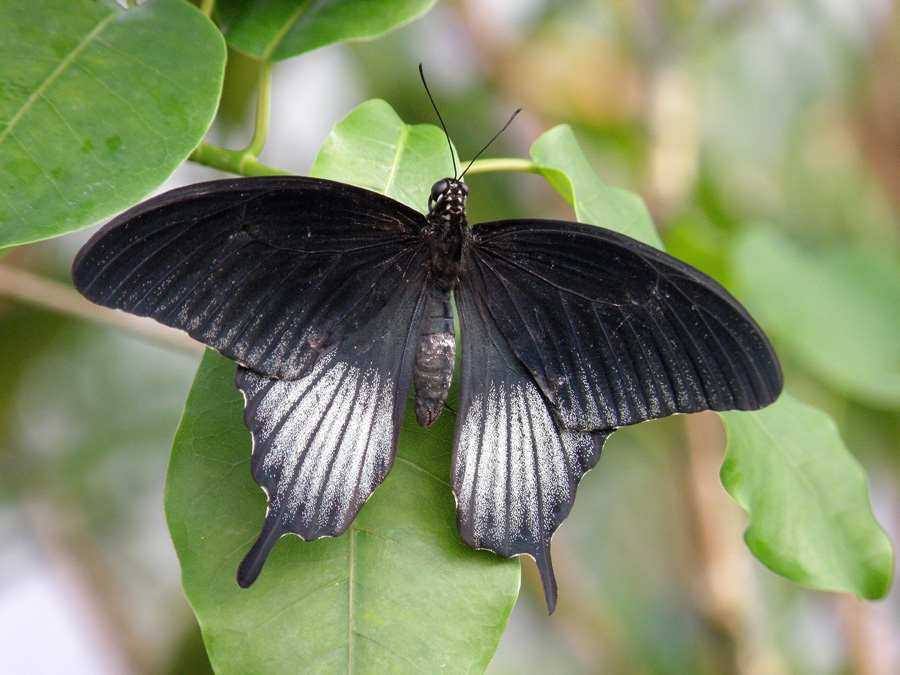 Papilio lowii